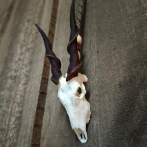 Skullies Collectible Animal Skull Figurine