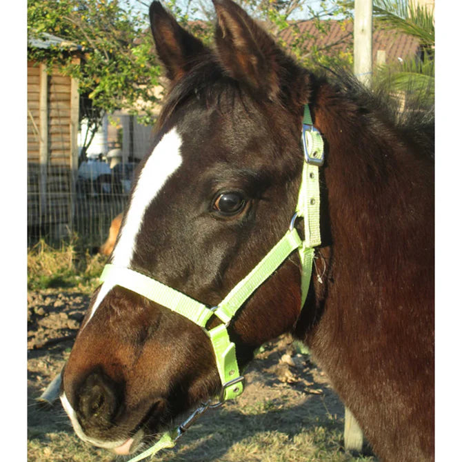 Solo Saddlers Nylon Foal/Mini Halter with Lead